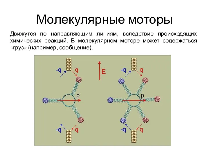 Молекулярные моторы Движутся по направляющим линиям, вследствие происходящих химических реакций. В молекулярном