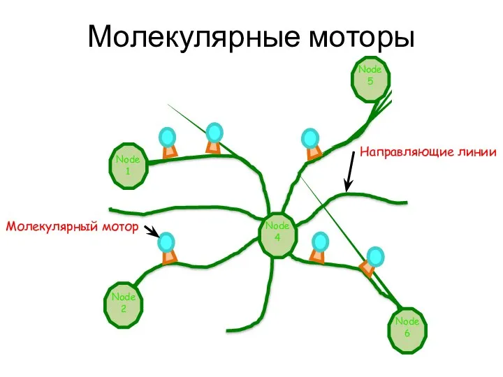 Node 1 Node 2 Node 4 Node 5 Node 6 Направляющие линии Молекулярный мотор Молекулярные моторы