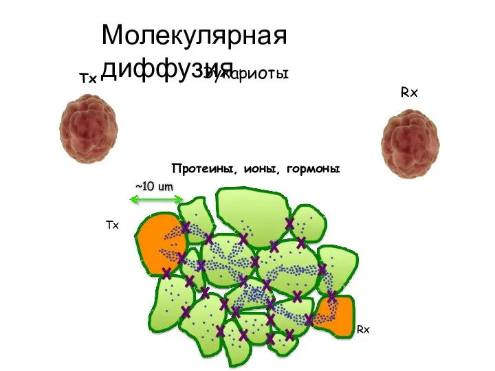 Эукариоты Протеины, ионы, гормоны Tx Rx Молекулярная диффузия Tx Rx ~10 um