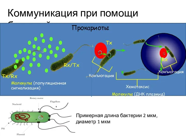 Коммуникация при помощи бактерий Прокариоты Молекулы (популяционная сигнализация) Tx/Rx Rx/Tx Rx Tx