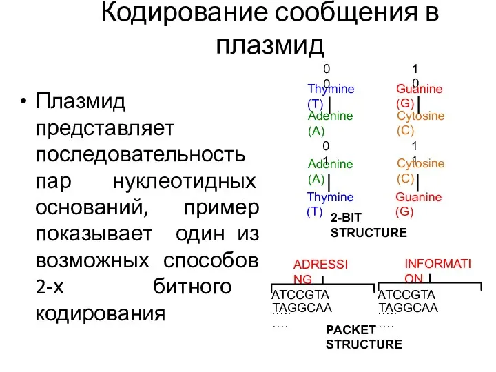 Кодирование сообщения в плазмид Плазмид представляет последовательность пар нуклеотидных оснований, пример показывает