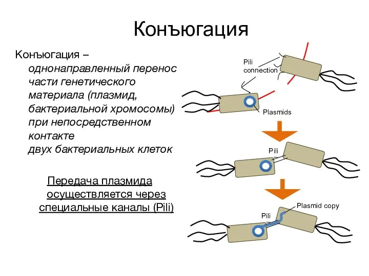 Конъюгация Конъюгация – однонаправленный перенос части генетического материала (плазмид, бактериальной хромосомы) при