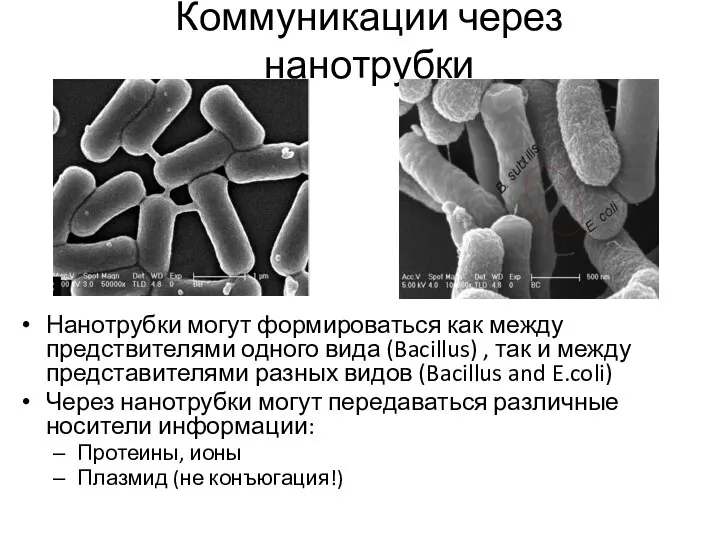 Коммуникации через нанотрубки Нанотрубки могут формироваться как между предствителями одного вида (Bacillus)