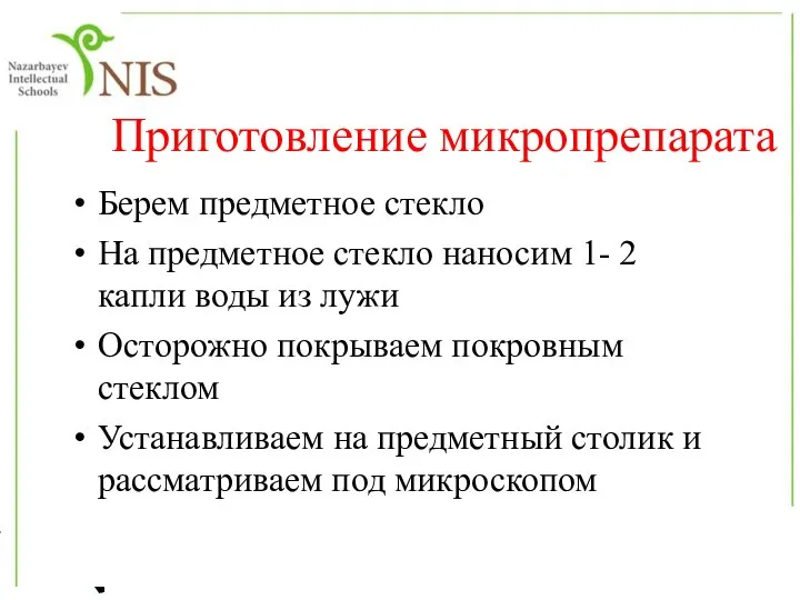 Приготовление микропрепарата Берем предметное стекло На предметное стекло наносим 1- 2 капли