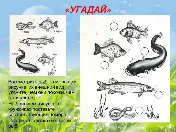 «УГАДАЙ» Рассмотрите рыб на меньшем рисунке: их внешний вид, уясните, чем они