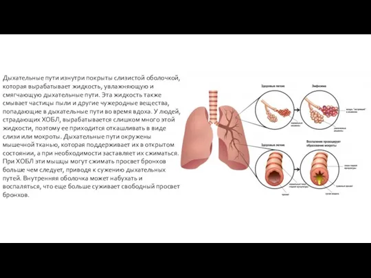 Дыхательные пути изнутри покрыты слизистой оболочкой, которая вырабатывает жидкость, увлажняющую и смягчающую