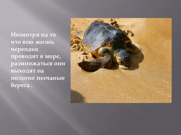 Несмотря на то что всю жизнь черепахи проводят в море, размножаться они
