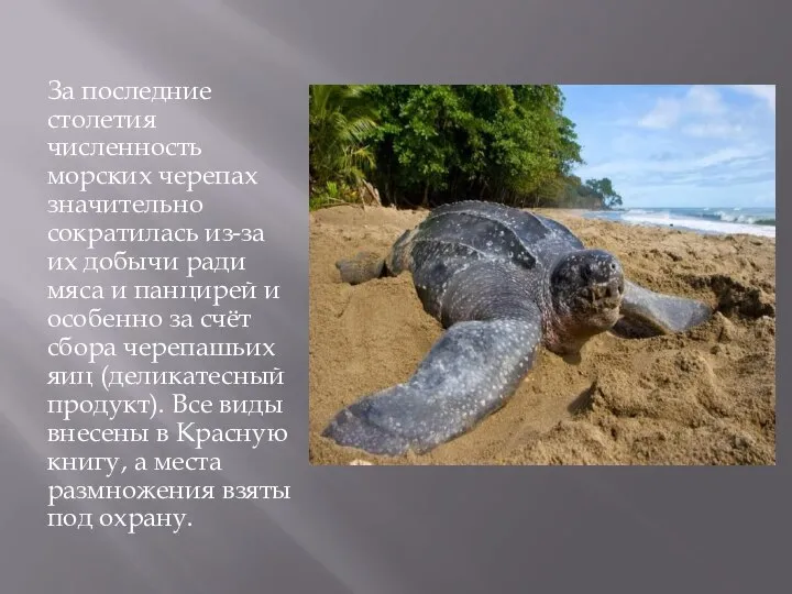 За последние столетия численность морских черепах значительно сократилась из-за их добычи ради
