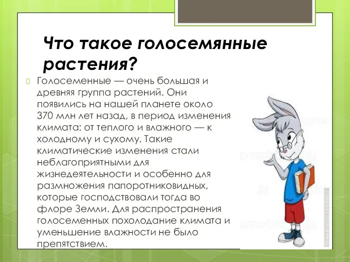 Что такое голосемянные растения? Голосеменные — очень большая и древняя группа растений.