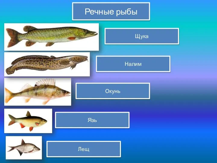 Речные рыбы Щука Окунь Налим Язь Лещ