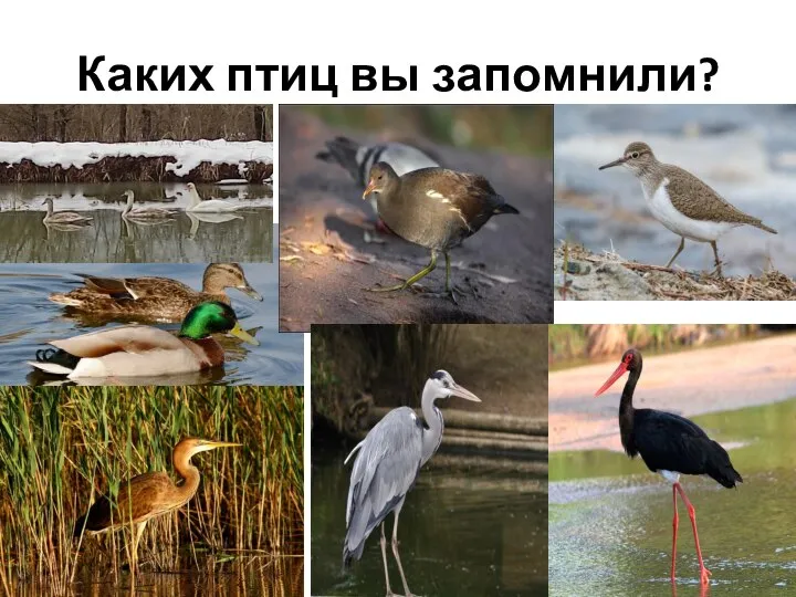 Каких птиц вы запомнили?