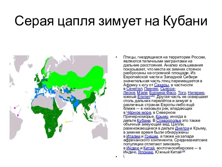 Серая цапля зимует на Кубани Птицы, гнездящиеся на территории России, являются типичными