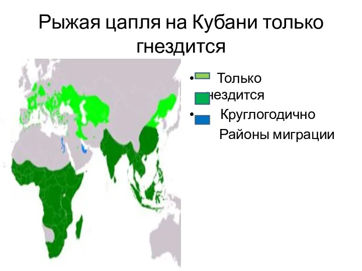 Рыжая цапля на Кубани только гнездится Только гнездится Круглогодично Районы миграции