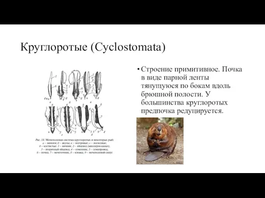 Круглоротые (Cyclostomata) Строение примитивное. Почка в виде парной ленты тянущуюся по бокам