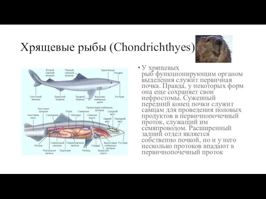 Хрящевые рыбы (Chondrichthyes) У хрящевых рыб функционирующим органом выделения служит первичная почка.