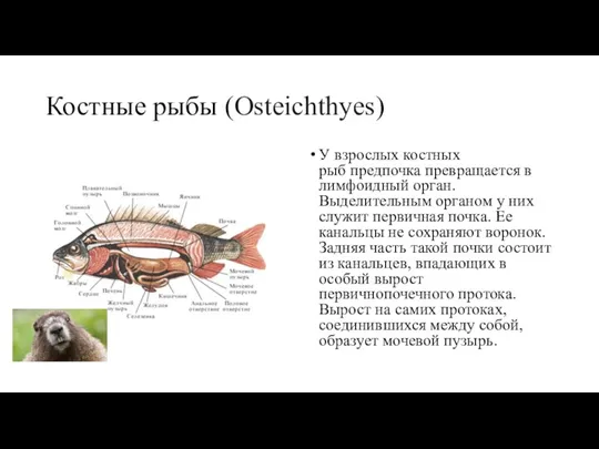 Костные рыбы (Osteichthyes) У взрослых костных рыб предпочка превращается в лимфоидный орган.