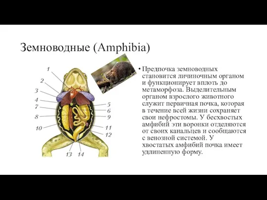 Земноводные (Amphibia) Предпочка земноводных становится личиночным органом и функционирует вплоть до метаморфоза.