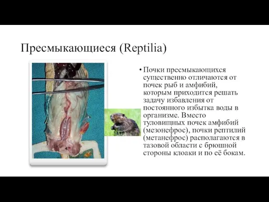 Пресмыкающиеся (Reptilia) Почки пресмыкающихся существенно отличаются от почек рыб и амфибий, которым