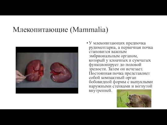 Млекопитающие (Mammalia) У млекопитающих предпочка рудиментарна, а первичная почка становится важным эмбриональным