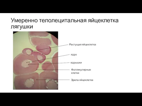 Умеренно телолецитальная яйцеклетка лягушки Растущая яйцеклетка ядро ядрышки Фолликулярные клетки Зрела яйцеклетка