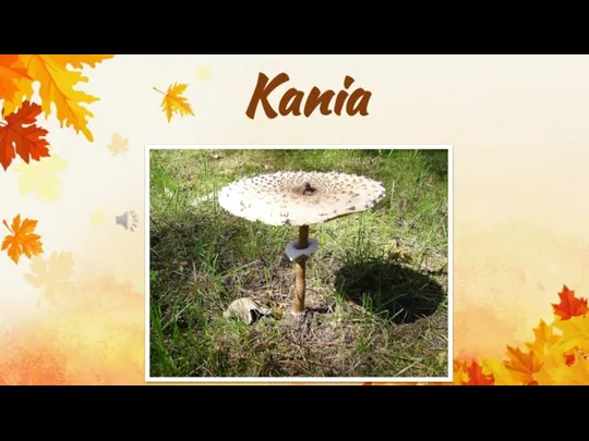 Kania