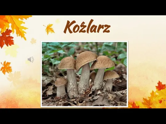 Kozlarz c