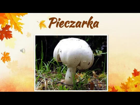 Pieczarka