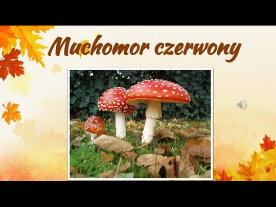 Muchomor czerwony