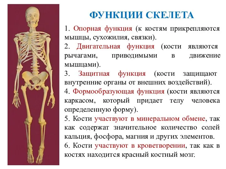 ФУНКЦИИ СКЕЛЕТА 1. Опорная функция (к костям прикрепляются мышцы, сухожилия, связки). 2.