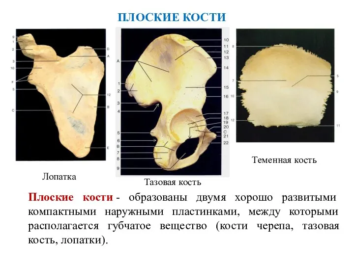 ПЛОСКИЕ КОСТИ Лопатка Тазовая кость Теменная кость Плоские кости - образованы двумя