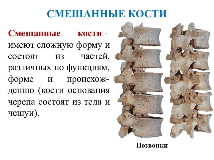 СМЕШАННЫЕ КОСТИ Позвонки Смешанные кости - имеют сложную форму и состоят из