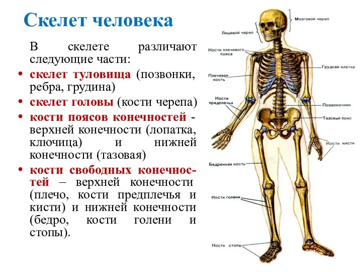 Скелет человека В скелете различают следующие части: скелет туловища (позвонки, ребра, грудина)