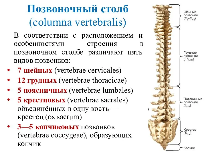 Позвоночный столб (columna vertebralis) В соответствии с расположением и особенностями строения в