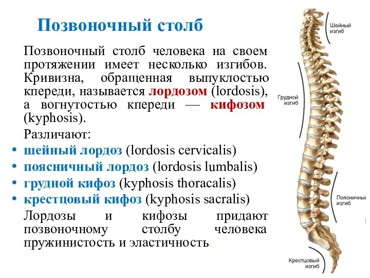 Позвоночный столб Позвоночный столб человека на своем протяжении имеет несколько изгибов. Кривизна,