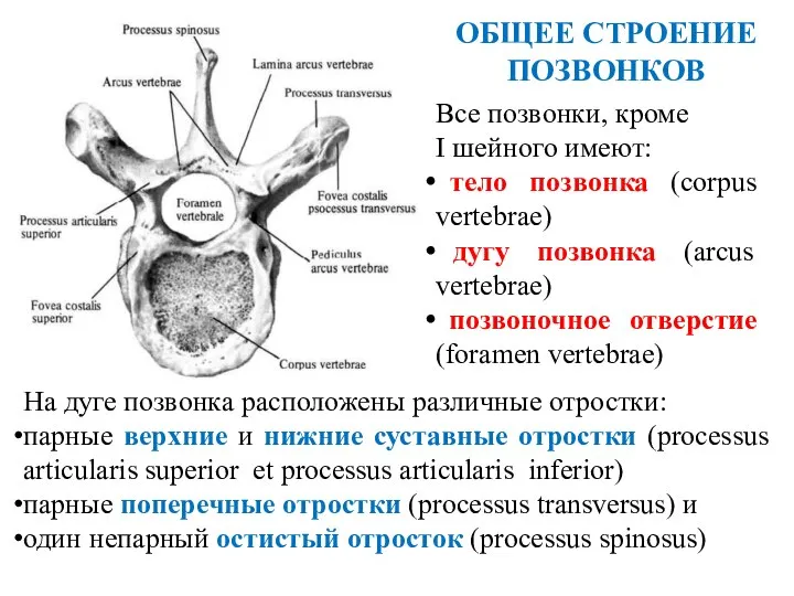 ОБЩЕЕ СТРОЕНИЕ ПОЗВОНКОВ На дуге позвонка расположены различные отростки: парные верхние и