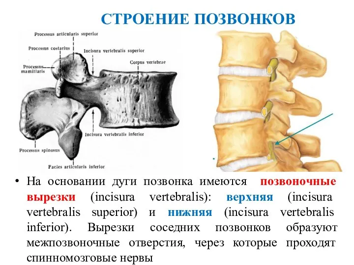 СТРОЕНИЕ ПОЗВОНКОВ На основании дуги позвонка имеются позвоночные вырезки (incisura vertebralis): верхняя