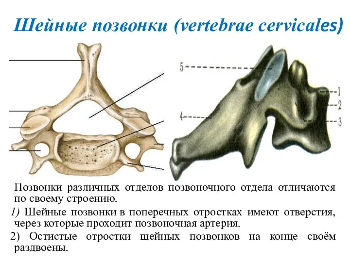 Шейные позвонки (vertebrae cervicales) Позвонки различных отделов позвоночного отдела отличаются по своему