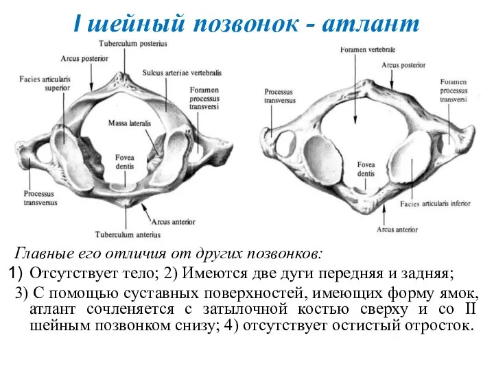 I шейный позвонок - атлант Главные его отличия от других позвонков: Отсутствует