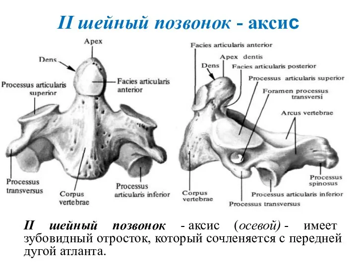 II шейный позвонок - аксис II шейный позвонок - аксис (осевой) -