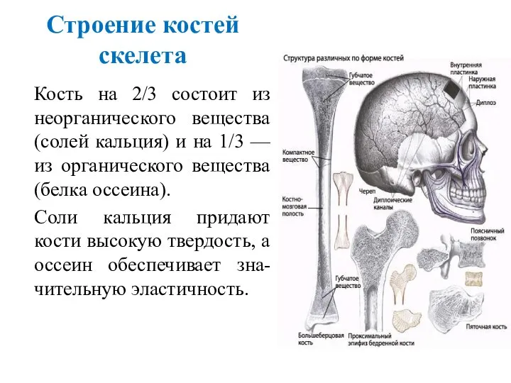 Строение костей скелета Кость на 2/3 состоит из неорганического вещества (солей кальция)