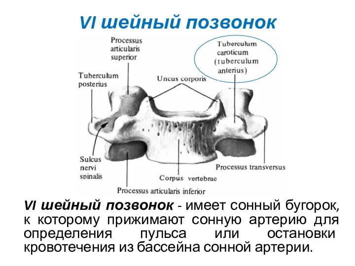 VI шейный позвонок VI шейный позвонок - имеет сонный бугорок, к которому