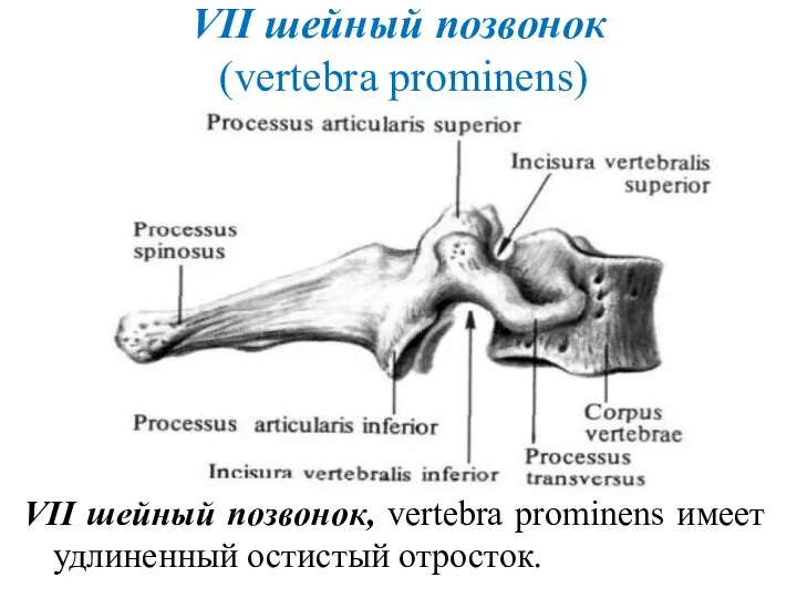 VII шейный позвонок (vertebra prominens) VII шейный позвонок, vertebra prominens имеет удлиненный остистый отросток.