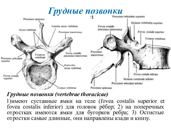 Грудные позвонки Грудные позвонки (vertebrae thoraciсае) 1)имеют суставные ямки на теле (fovea