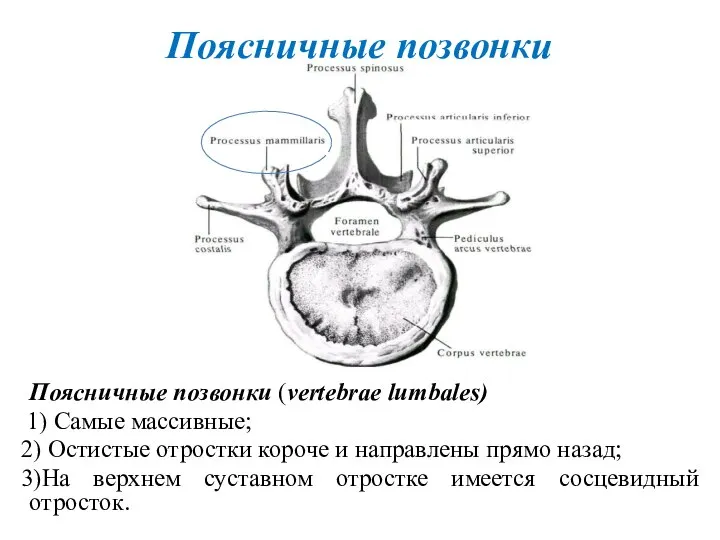 Поясничные позвонки Поясничные позвонки (vertebrae lumbales) 1) Самые массивные; 2) Остистые отростки