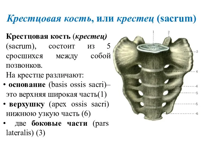 Крестцовая кость, или крестец (sacrum) Крестцовая кость (крестец) (sacrum), состоит из 5