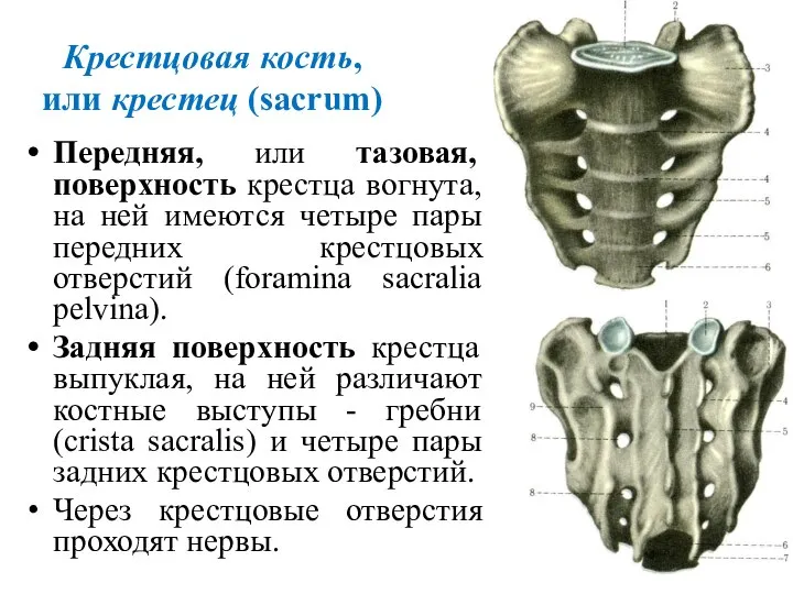 Крестцовая кость, или крестец (sacrum) Передняя, или тазовая, поверхность крестца вогнута, на