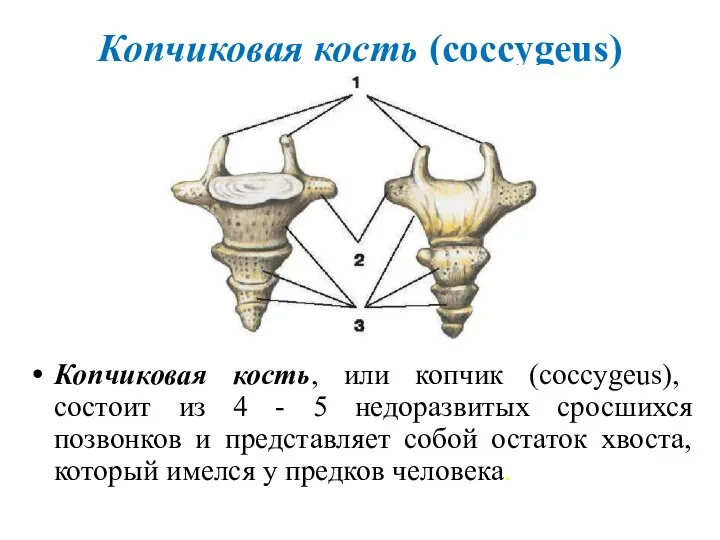 Копчиковая кость (coccygeus) Копчиковая кость, или копчик (coccygeus), состоит из 4 -