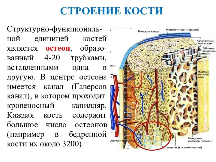 СТРОЕНИЕ КОСТИ Структурно-функциональ-ной единицей костей является остеон, образо-ванный 4-20 трубками, вставленными одна