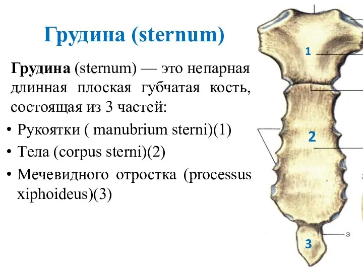 Грудина (sternum) Грудина (sternum) — это непарная длинная плоская губчатая кость, состоящая