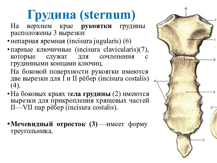 Грудина (sternum) На верхнем крае рукоятки грудины расположены 3 вырезки: непарная яремная